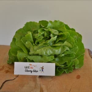 salade laitue verte