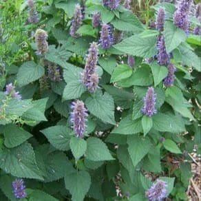 Agastache Anisé