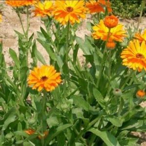 Calendula