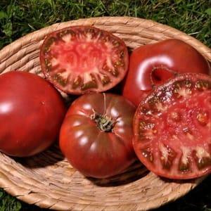 plant tomate noire de crimée