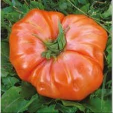 plant de tomate steak