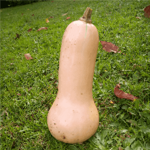 Butternut (plant)