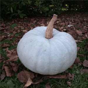 Potiron Bleu de Hongrie (plant)
