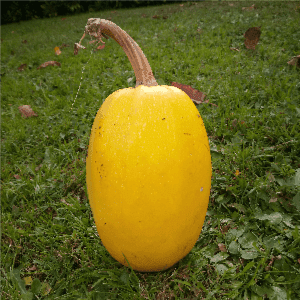Courge Spaghetti (plant)