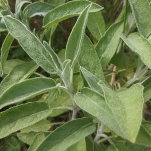 Sauge Officinale