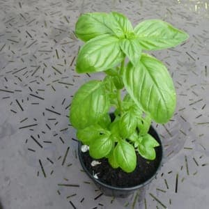 Plant Basilic Géant Vert
