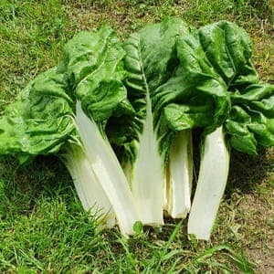 Côte de blette