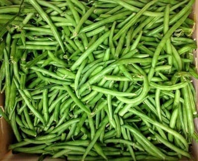 Haricot vert primeur