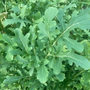 Roquette
