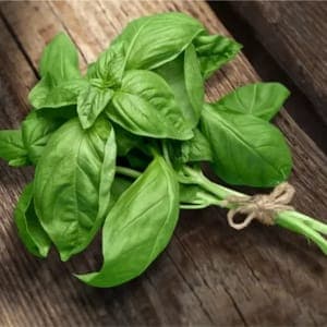 Aromatique : Basilic en bouquet