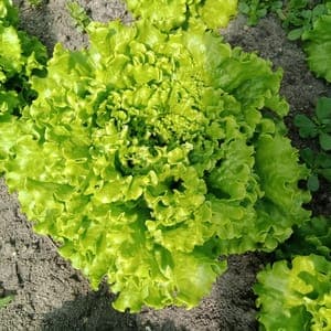 Salade