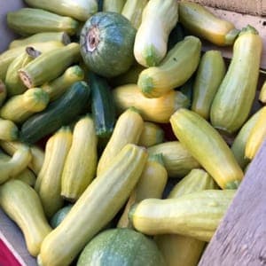 Courgettes