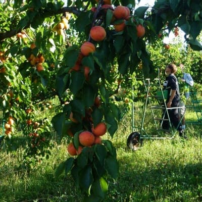 Logo de ABRICOTS de la DRÔME - GROUPE AUGERANS
