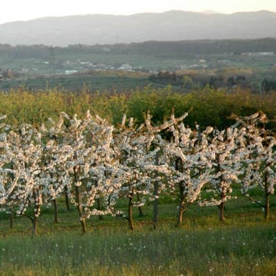 Logo de ABRICOTS - GROUPE COLETTE LESAGE - POUILLEY LES VIGNES