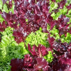 MESCLUN