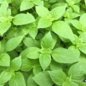 Aromates