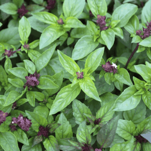 Aromates