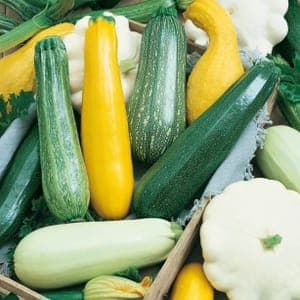 Courgette