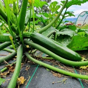 Courgettes longues