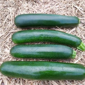 Courgette longue