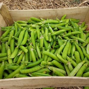 Petit pois