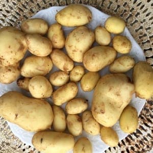 Pommes de terre nouvelles (Azun)