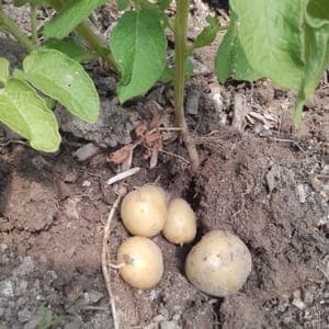 pomme de terre nouvelle