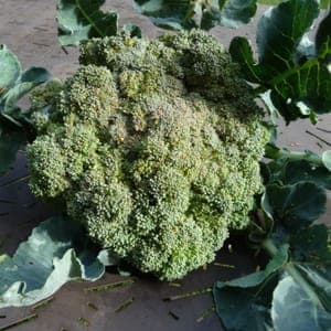 Chou Brocoli