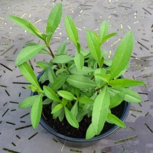 Plant Estragon du Mexique