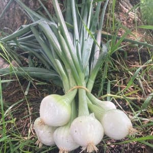 Oignons blancs