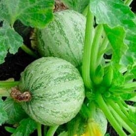 Courgette "Ronde de Nice"