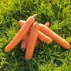 Carottes