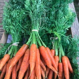 Carottes Nantaises
