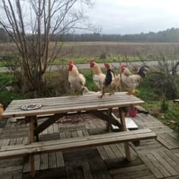 La Ferme de Beaupied #7