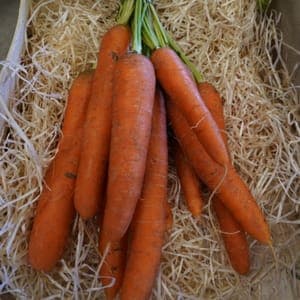Carottes Botte