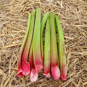 Rhubarbe