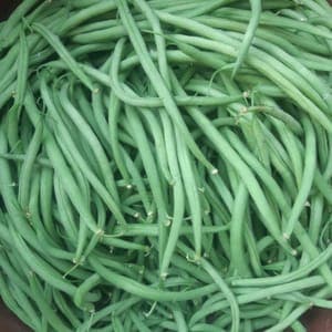 Haricot vert