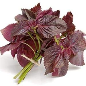 Shiso persil japonais