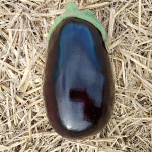 Aubergine