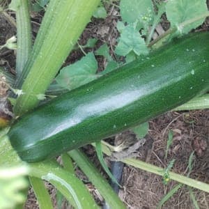 courgette