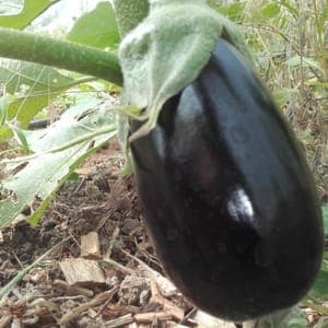 aubergine