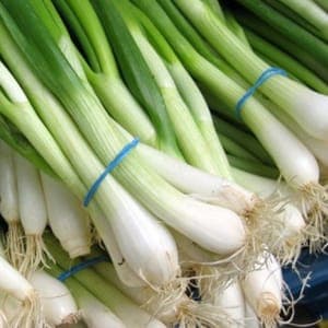 Cébettes (oignons jeunes de printemps)
