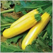 Courgette longue jaune