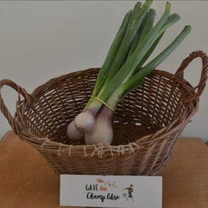échalote fraiche botte