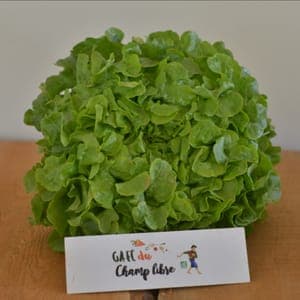 salade feuille de chêne verte