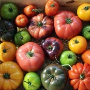 Tomates anciennes mélange