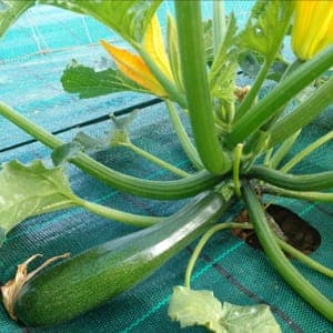 Courgettes verte