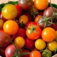 Tomates cerises