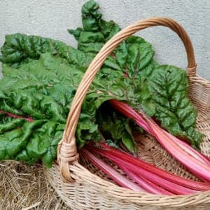 Blette à côte rouge