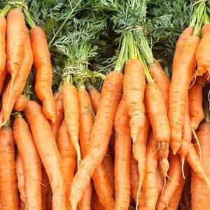 Botte de carotte.